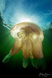   Barrel jellyfish Zeeland Netherlands. Netherlands  